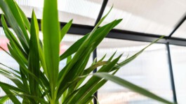 The Rocket Scientists